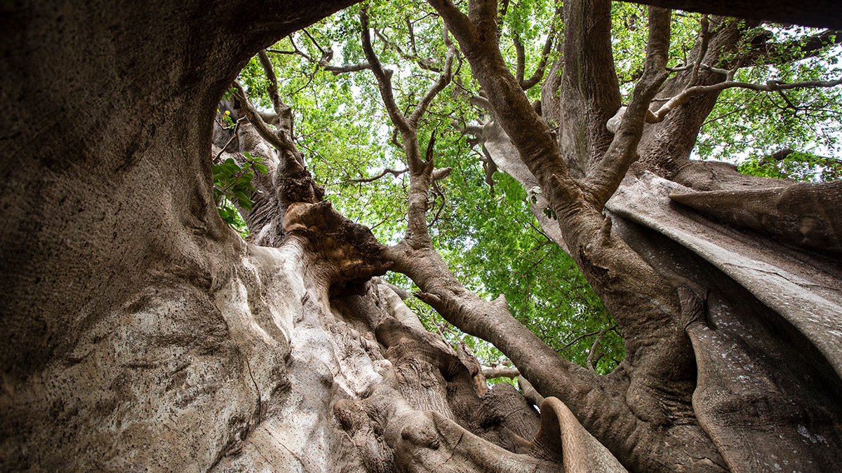 baobab-oil-the-upside-down-tree-for-skincare-done-right-foreo